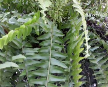 Being In Your Ferns From Outside To Survive Cold Weather