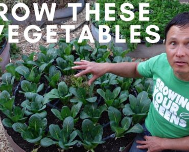 Grow these 3 Vegetables to Eat Sooner Rather than Later in Spring