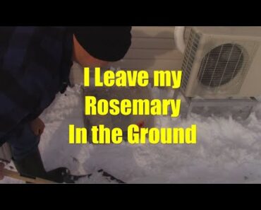 Helping Rosemary Survive a Zone 6 Winter