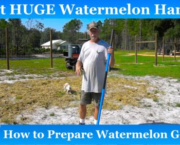 How to Prepare Watermelon Garden to get HUGE  Watermelon Harvest