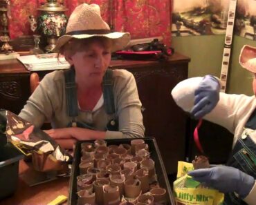 Cheap/Easy HBPG Prepper Garden Seed Starters