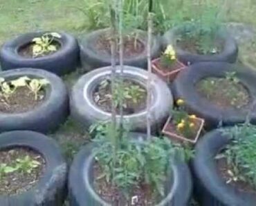 2012 Container Gardening – Growing a garden for economic survival – prepping series