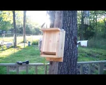 Hang Bat Boxes for Guano Bat poop