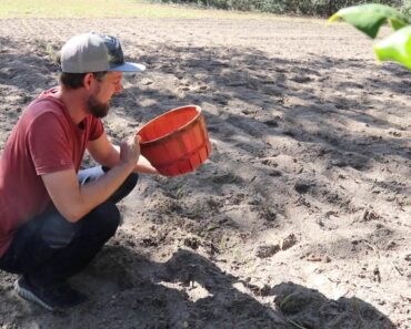 Planting Onions and Friends in A New Little Market Garden