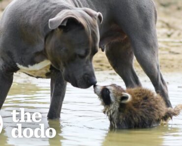 Mama Pittie Teaches Rescued Baby Raccoon How To Survive In The Wild | The Dodo
