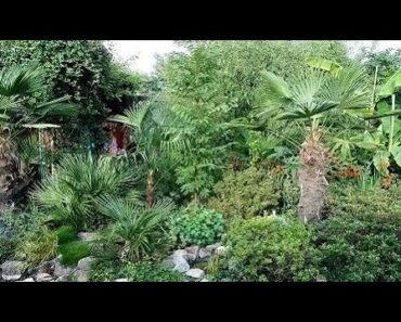 Top 10 Palms that will survive without winter protection