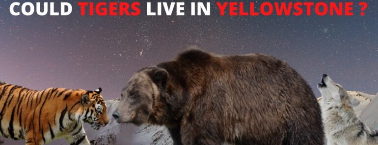 Could Tigers Survive in Yellowstone National park? Could Tigers Survive in Yellowstone National park?