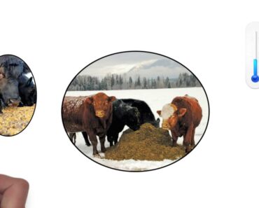 Learn About: How Do Cows Survive the Winter