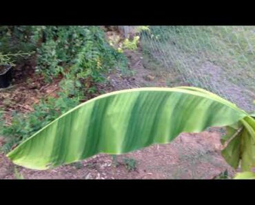 my garden up date-prepper tribe –  neecy tribe- rip curl – native/devout  what you say about my rant