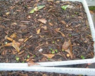 Urban Survival Patio Gardening – Episode 2
