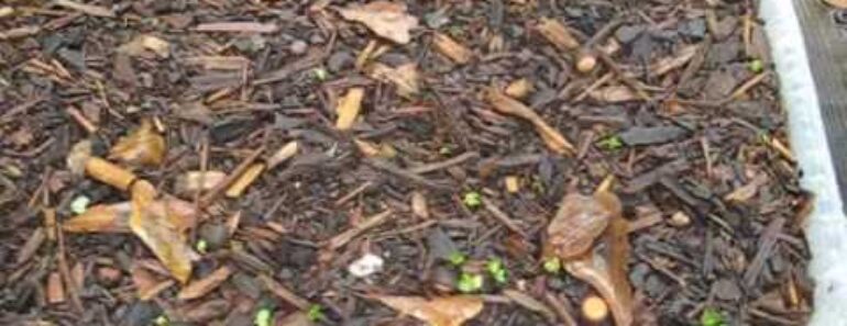 Urban Survival Patio Gardening – Episode 2