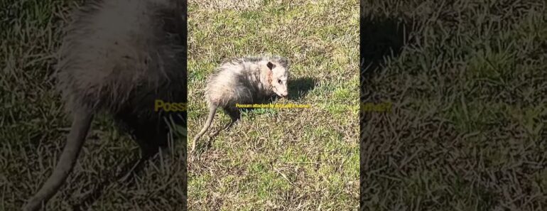 #shorts Opossum attacked by dogs. will it survive? #squidgame