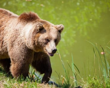How to Survive a Bear Attack