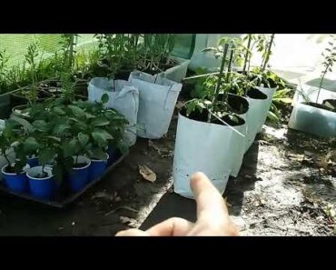 cheapo amazon grow bags review sofar plus other prepper ramblings & tips