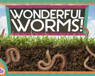 Worms Are Wonderful | Amazing Animals | Backyard Science | SciShow Kids
