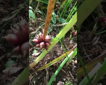 EASY #Prepper Food – Egyptian Walking Onion – #onionsets forever #gardenshorts #shorts