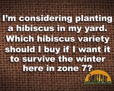 Q&A – What hibiscus variety will survive a zone 7 winter?