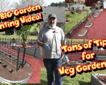 Planting A Vegetable Garden with Secrets for Greater Harvests #Backyard #Food