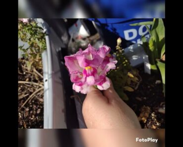 #frugalliving #prepper #gardening