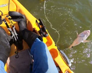 TONS Of Black Drums & Redfish Fishing