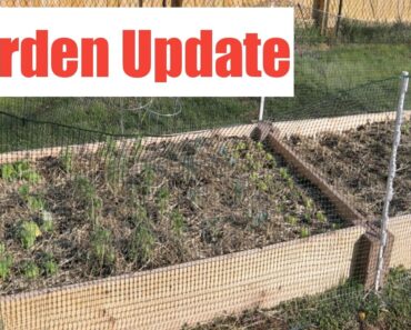 Prepper Garden Update