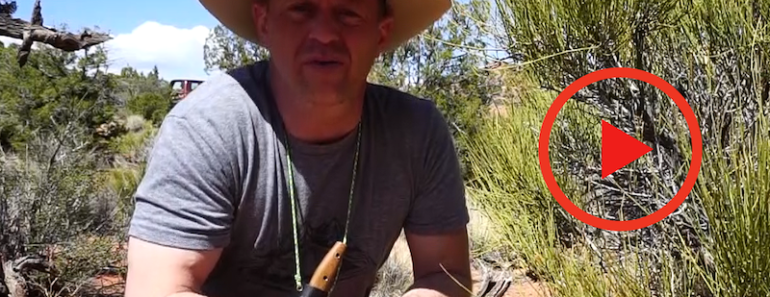 VIDEO: Energy Giving Tea from the Brigham Plant