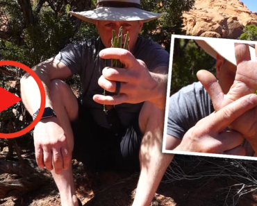 VIDEO: The Yucca Plant: A Survival Grocery Store