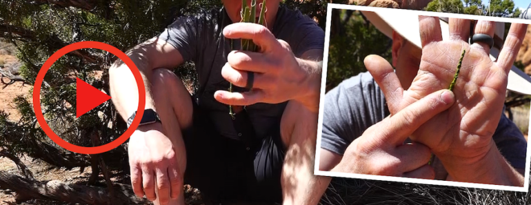 VIDEO: Processing Yucca Leaves for Quick and Easy Primitive Cordage