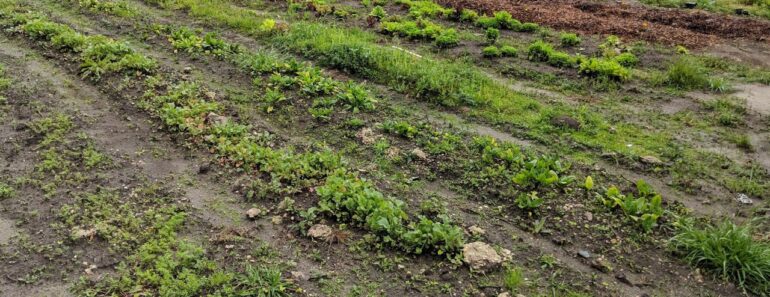 Organic Garden Walkthrough. Sustainable, Farming, Homestead, Prepper Survival Training, Gardening.