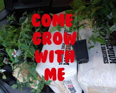 Prepper Haul! VEGGGIES PLANTS AT A DEAL! PREPPING-PREPAREDNESS-GARDENING-SURVIVAL-PREPARE-PREPPER