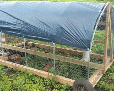 Lightweight Chicken Tractor  Design, Quail, Homestead, Sustainable, Farm, Garden, Prepper, Survival.