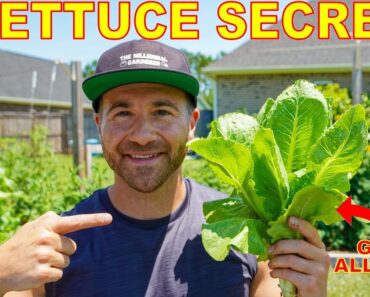 Growing Lettuce: You're Doing It WRONG! 3 Tips To Grow TONS Of Lettuce All Year Long in Any Climate!