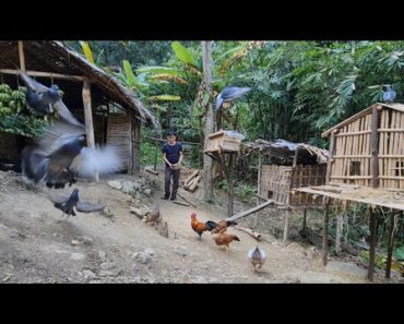Raising birds, raising chickens, raising wild boars, Survival Instinct, Wilderness Alone (ep157)