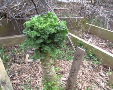 MFG 2016: Kale is a Biennial Vegetable – Cut Old Kale Back in the Spring and it Can Regrow