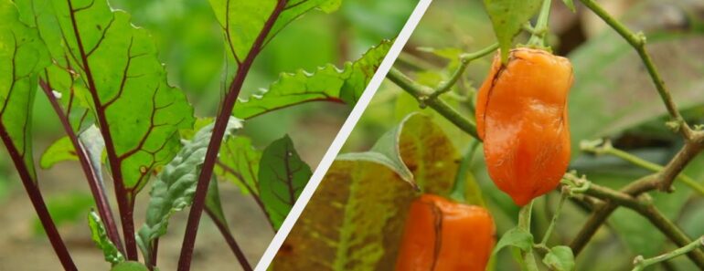 What's Growing in my Garden in DECEMBER?