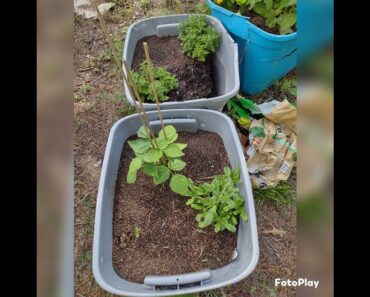 #frugalliving #prepper #camperliving #gardening it's growing 💗