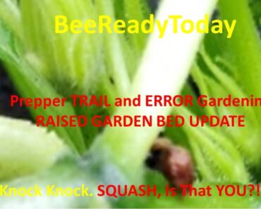 BeeReadyToday Prepper (Wanna Bee) TRIAL and ERROR GARDENING – Squash, is that YOU!