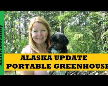 Alaska Portable Greenhouse Update – Eagle Peak Pop Up Greenhouse Granny Camp