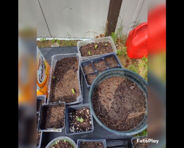 #frugalliving #prepper #camperliving #gardening  love , relaxing garden 🌻