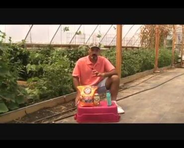 Bobby Answers some Gardening Questions from the Prepper Broadcasting July 3, 2012