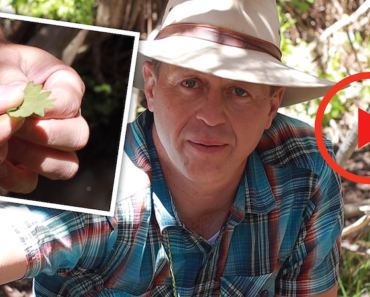 VIDEO: Stinging Nettle, the Trail-side Super Food