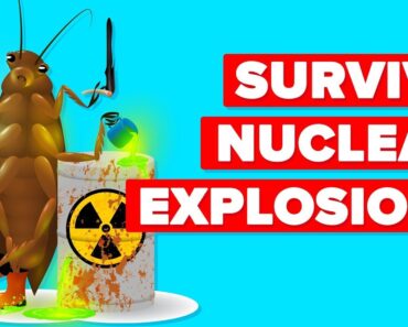 How Can A Cockroach Survive A Nuclear Explosion?