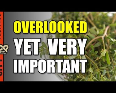 The Edible SuperFood Weed Growing In Your Yard