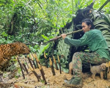 Wild beasts attack, build shelter quickly, survive alone, survival instinct