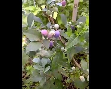 7 ft Tall Blueberry Bushes In Secret Garden of Survival