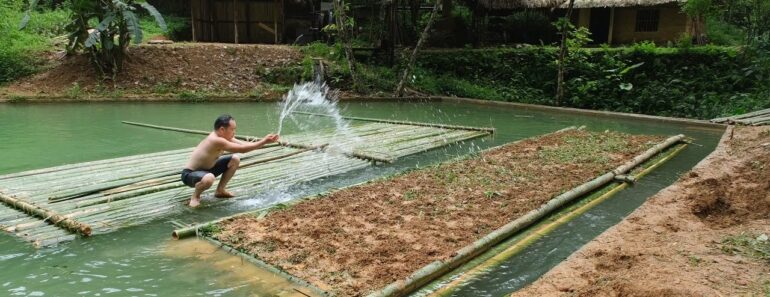 Primitive Skills: How to growing floating rice on a raft in a pond, Floating Rice Farm (ep 172)