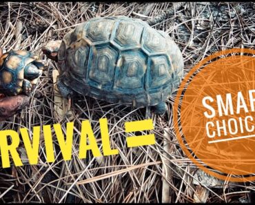 Hatchling Survival Indoors vs Outdoors!