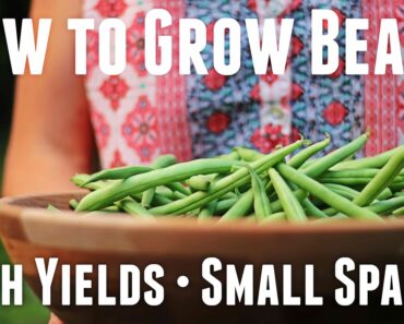 How to Grow Bush Beans – Ultimate Guide For High Yields