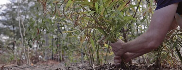 You Can Grow Ginger! (Even in Colder Climates)