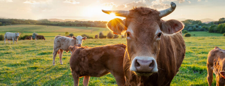 Are Cows a Good Investment for Survivalists?